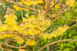 Hamamelis-x-intermedia Hamamelis-x-intermedia