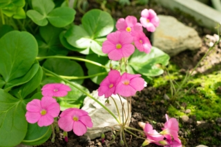 Oxalis bowiei Oxalis bowiei