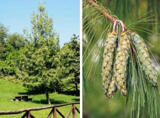 pino himalaya pino himalaya