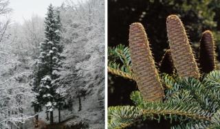 abete bianco abete bianco