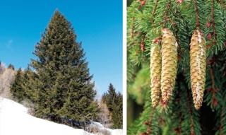 abete rosso abete rosso