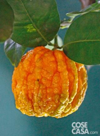 arancio-corrugato arancio-corrugato