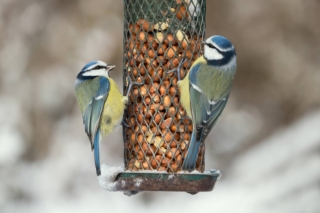 cibo per uccellini in inverno cibo per uccellini in inverno