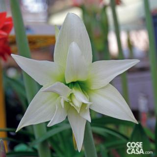 hippeastrum jewel bianco