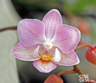 Orchidea Doritaenopsis varietà Little Lady. Orchidea Doritaenopsis varietà Little Lady.