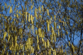pianta di nocciolo pianta di nocciolo
