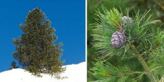 pino cembro pino cembro