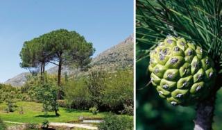 pino domestico pino domestico