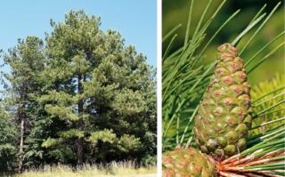 pino silvestre pino silvestre