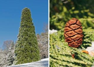 sequoia della california sequoia della california