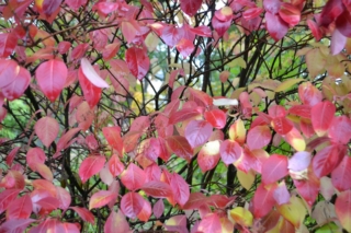 viburnum Cassinoides viburnum Cassinoides