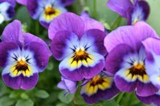 viola-cornuta-fiori viola-cornuta-fiori