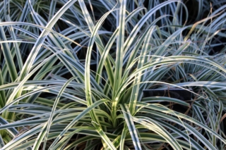 Carex-oshimensis-Everest Carex-oshimensis-Everest