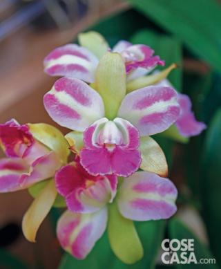 Cattleya ‘Green Genius’