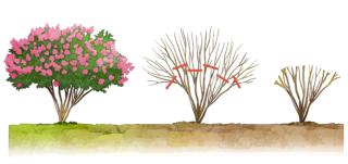 LAGERSTROEMIA-POTATURA LAGERSTROEMIA-POTATURA