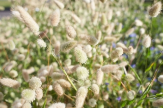 Lagurus-ovatus Lagurus-ovatus