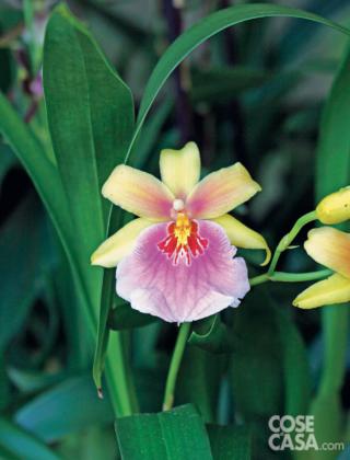 Miltonia Sunset