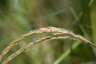 Miscanthus-sinensis-Adagio Miscanthus-sinensis-Adagio