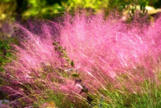 Muhlenbergia-capillaries Muhlenbergia-capillaries