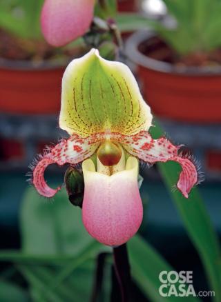 Paphiopedilum Pinocchio
