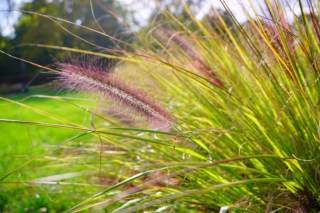 Pennisetum-alopecuroides Pennisetum-alopecuroides