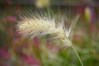 Pennisetum-villosum Pennisetum-villosum