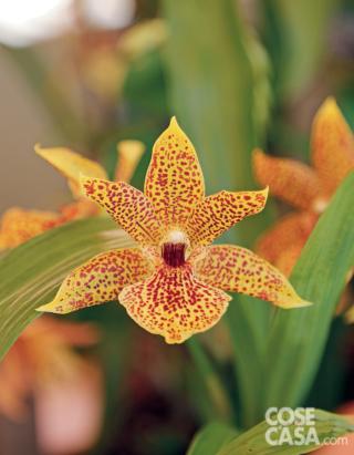 Propetalum-Gold