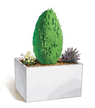 abbinamenti conifere abbinamenti conifere