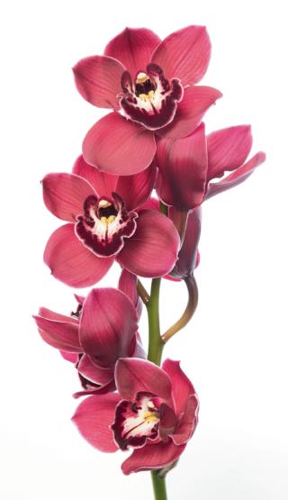 Cymbidium