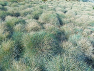 festuca-glauca festuca-glauca