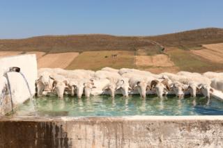 casa a 1 euro sicilia paesaggio con pecore
