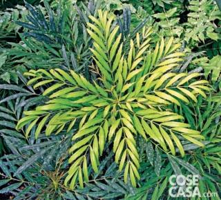 mahonia sweet win mahonia sweet win