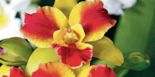 Orchidee, le più belle di ogni genere