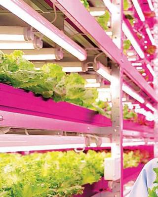 sostenibilità agricoltura verticale