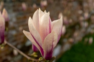 Magnolia Satisfaction