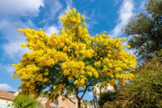 Mimosa fiorita Mimosa fiorita