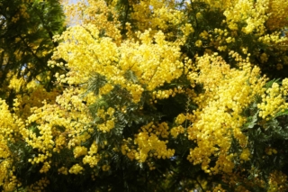 Mimosa gialla Mimosa gialla