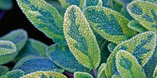 Salvia officinalis ‘Icterina’ – salvia dorata