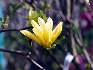 Magnolia butterflies