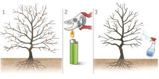 albero mimosa albero mimosa