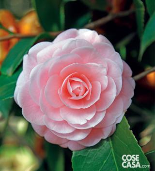 Camelia varietà "Otome Tsubaki". Camelia varietà "Otome Tsubaki".