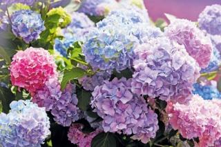 hydrangea-macrophylla hydrangea-macrophylla