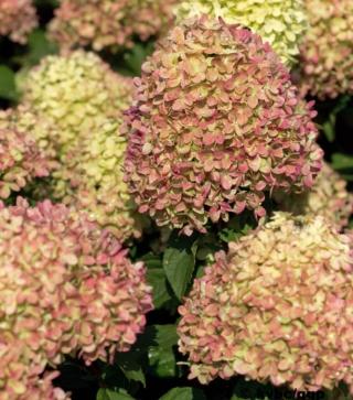 Hydrangea paniculata Hydrangea paniculata