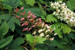Hydrangea quercifolia Hydrangea quercifolia