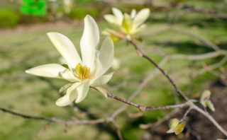 Magnolia daphne