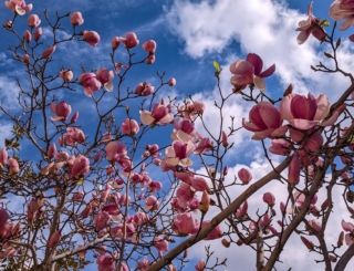 Beautiful,Magnolia,Soulangeana,Trees,Blooming