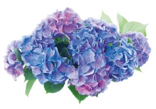 ortensie ortensie