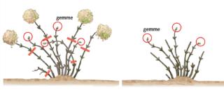potere ortensia macrophylla potere ortensia macrophylla