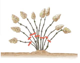 potare ortensia potare ortensia