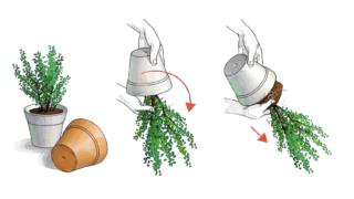 svasare pianta svasare pianta